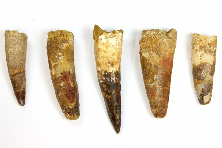 Lot: to Bargain Spinosaurus Teeth - Pieces #141538